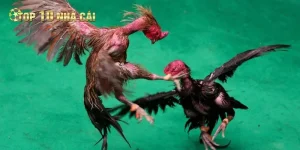 Đá Gà Philippines Các Yếu Tố Định Hình Tỷ Lệ Kèo Cược